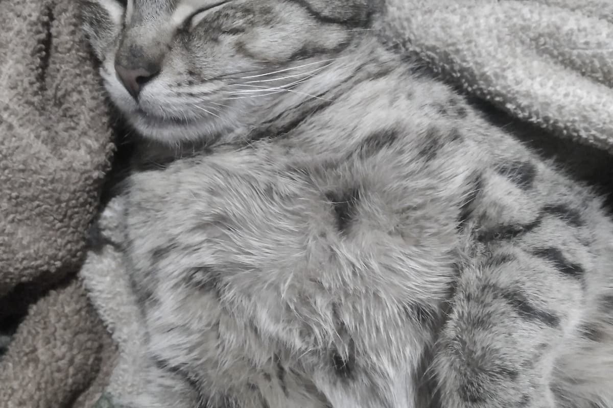 راهنمای کامل نگهداری از گربه در خانه